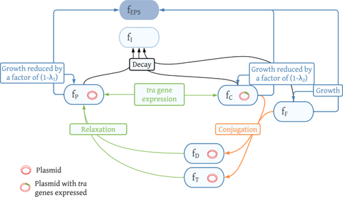 Modelling Plasmid-Mediated Horizontal Gene Transfer in Biofilms.