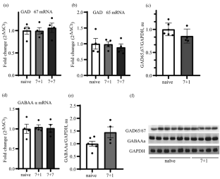 The Functional State of Glutamate- and GABA-Ergic Neurons in the Inferior Colliculi of Krushinsky–Molodkina Rats at Early Stages of Epileptogenesis