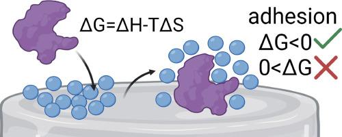 Protein adsorption on blood-contacting surfaces: A thermodynamic perspective to guide the design of antithrombogenic polymer coatings