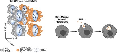 Modulating Lipid-Polymer Nanoparticles’ Physicochemical Properties to Alter Macrophage Uptake