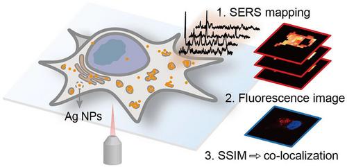 Surface‐enhanced Raman scattering spatial fingerprinting decodes the digestion behavior of lysosomes in live single cells