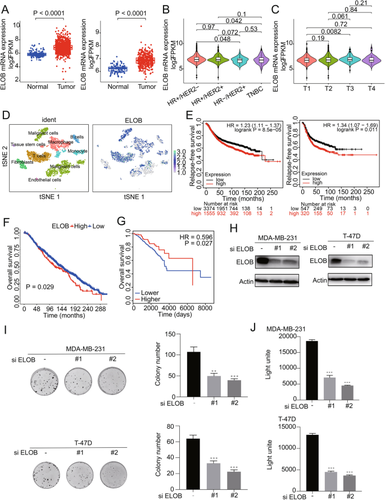 Elongin B promotes breast cancer progression by ubiquitinating tumor suppressor p14/ARF