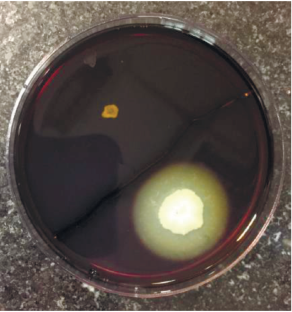 The Pectinase Production Potential of Microorganisms Isolated from Agricultural Soil and Rotten Fruits in Shiraz, Southwest of Iran