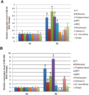 Analysis of Expression, Mutation, and Alternative Splice Variants of Candidate Genes, MLO2 and MLO6A, Involved in Powdery Mildew Susceptibility in Mulberry (Morus spp.)