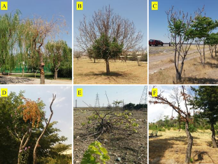 Neoscytalidium novaehollandiae as a Causative Agent of Tree Decline in Urban Forests and Its Potential for Transmission by Reservoirs