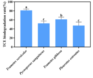 Biodegradation of Trichloroethylene by Trametes versicolor and its Physiological Response to Contaminant Stress