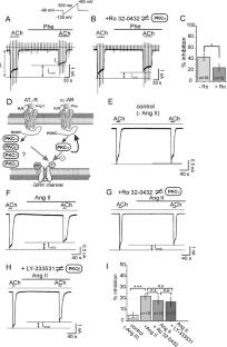 Angiotensin receptors and α1B-adrenergic receptors regulate native IK(ACh) and phosphorylation-deficient GIRK4 (S418A) channels through different PKC isoforms.