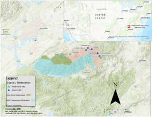 Genetic structure of restored Brook Trout populations in the Southern Appalachian Mountains indicates successful reintroductions