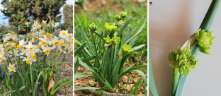 Molecular Detection and Characterization of ‘Candidatus Phytoplasma mali’ Associated With Phyllody on Narcissus tazetta in Türkiye