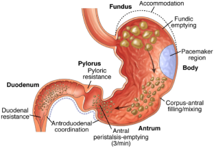 Computational Models of the Fluid Mechanics of the Stomach