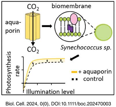 Tobacco aquaporin NtAQP1 and human aquaporin hAQP1 contribute to single cell photosynthesis in Synechococcus