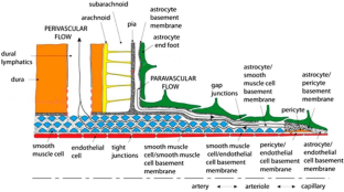 Flow in temporally and spatially varying porous media: a model for transport of interstitial fluid in the brain.