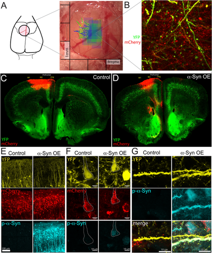 Enhanced Spine Stability and Survival Lead to Increases in Dendritic Spine Density as an Early Response to Local Alpha-Synuclein Overexpression in Mouse Prefrontal Cortex.