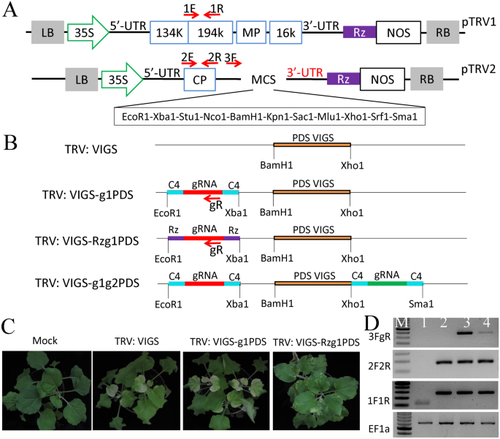 Development of a Csy4-Processing TRV-Based CRISPR/Cas9 Genome Editing System in Nicotiana benthamiana