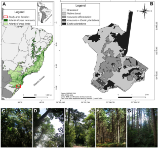 Hoist the colours: silviculture impacts fruit-feeding butterfly assemblage colouration in the Atlantic Forest