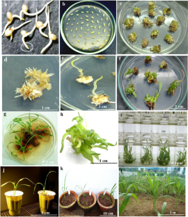 Callus-mediated organogenesis and regeneration of Sorghum bicolor under the influence of natural and synthetic growth regulators