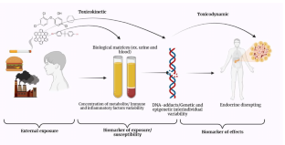 Combining biomarkers of susceptibility with toxicodynamic models: a novel approach for assessing modifying factors