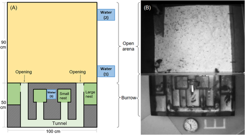 When are females dominant over males in rats (Rattus norvegicus)?