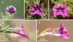 Fields of flowers with few strikes: how oligolectic bees manage their foraging behavior on Calibrachoa elegans (Solanaceae)