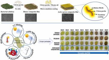 Ex-situ fabrication of engineered green network of multifaceted bacterial cellulose film with enhanced antimicrobial properties for post-harvest preservation of table grapes