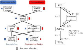 Nocturnal stomatal behaviour and its impact on water use strategies of desert herbs in the Gurbantunggut Desert, Northwest China