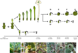 Anatomical, histochemical, and developmental approaches reveal the long-term functioning of the floral nectary in Tocoyena formosa (Rubiaceae)