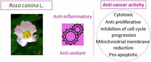 Rosa canina and Cancer: Which Evidence?