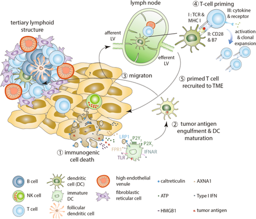 Merkel Cell Carcinoma: Integrating Epidemiology, Immunology, and Therapeutic Updates