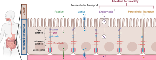 Breaking the Barrier: The Role of Gut Epithelial Permeability in the Pathogenesis of Hypertension.