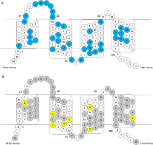 Novel small multidrug resistance protein Tmt endows the Escherichia coli with triphenylmethane dyes bioremediation capability.