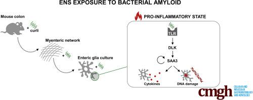 Serum Amyloid A3 Fuels a Feed-Forward Inflammatory Response to the Bacterial Amyloid Curli in the Enteric Nervous System