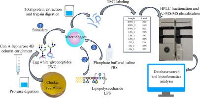 Applied Research Note: Proteomic analysis reveals potential immunomodulatory effects of egg white glycopeptides on macrophages