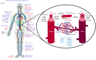 Computational Hemodynamics in Human Vasculature: A Review on Role of Rheology, Multiphase Flow, and Fluid–Structure Interaction