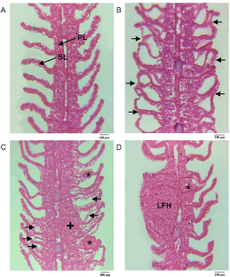 Essential Oil of Piper marginatum (Piperaceae) Against Monogeneans, and Its Hematological and Histopathological Effects on Colossoma macropomum