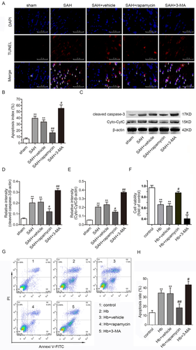 Correction: Inhibition of mTOR Alleviates Early Brain Injury After Subarachnoid Hemorrhage Via Relieving Excessive Mitochondrial Fission