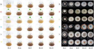 Different wavelengths of LED irradiation promote secondary metabolite production in Pycnoporus sanguineus for antioxidant and immunomodulatory applications