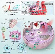 Cancer nutritional-immunotherapy with NIR-II laser-controlled ATP release based on material repurposing strategy†