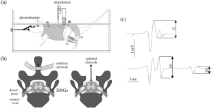 Stimulation of the Spinal Cord of Decerebrated Rat with Double Pulses