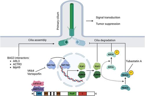 BAG3 regulates cilia homeostasis of glioblastoma via its WW domain.