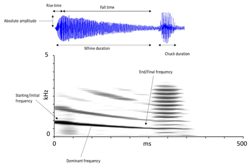 Condition dependence in the sexual communication system of the túngara frog