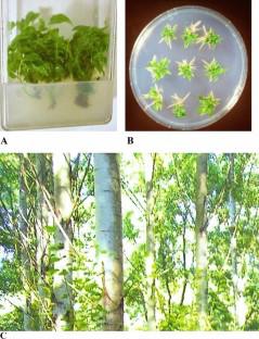 Field performance of 17-year-old micropropagated hybrid aspen clones and aspen seedlings at three sites in Germany