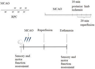 Syndecan-1 As a Potential Messenger of Remote Postconditioning Effects in Experiments with Brain Ischemia