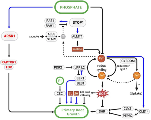 Recent advances in research on phosphate starvation signaling in plants.