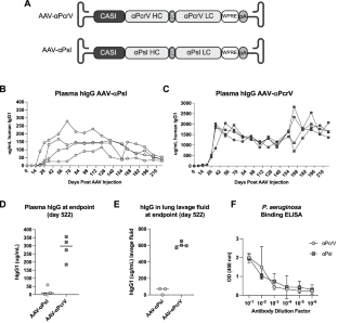 AAV-vectored expression of monospecific or bispecific monoclonal antibodies protects mice from lethal Pseudomonas aeruginosa pneumonia