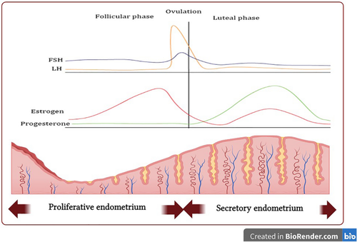 Emerging Perspectives on the Impact of Diabetes Mellitus and Anti-Diabetic Drugs on Premenstrual Syndrome. A Narrative Review.