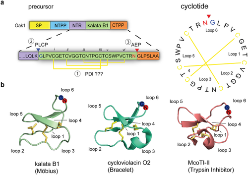 Proximity Labelling Confirms the Involvement of Papain-Like Cysteine Proteases and Chaperones in Cyclotide Biosynthesis