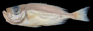 A new species of bigeye, Priacanthus gracilis (Perciformes: Priacanthidae), from eastern Australia