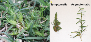 Removing grass clippings reduces bermudagrass mite (Acari: Eriophyidae) infestation during turfgrass regrowth