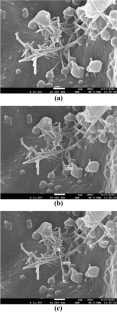 Morphological basis of resistance to yellow mite, Polyphagotarsonemus latus and thrips, Scirtothrips dorsalis in chilli genotypes