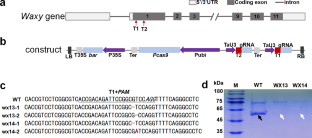 Creating a zero amylose barley with high soluble sugar content by genome editing.